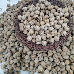 فروش گردو