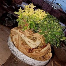 الزهور والنباتات الفاخرة