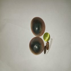 الجوز الثعبان
