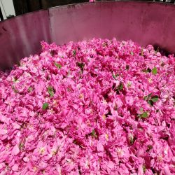 تولید کننده گلاب