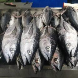 غذای دریایی