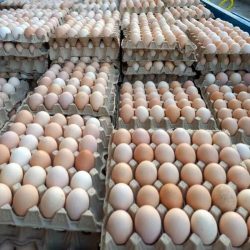 فروش تخم مرغ محلی اورگانیک