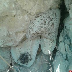 عسل کوهی لرستان 