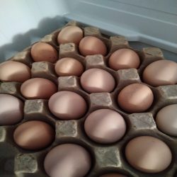 تخم محلی درجه یک