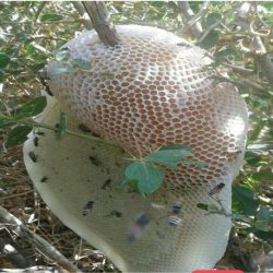 عسل وحشی 