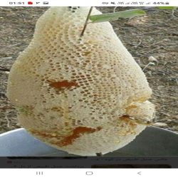 عسل وحشی