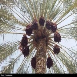 فروش انواع خرما