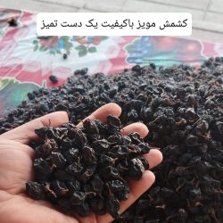 فروش کشمش عمده