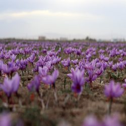 زعفران