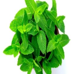 فروش گیاهان دارویی بابونه گل گاو زبان