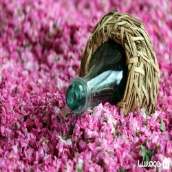 گلاب و عرقیجات گیاهی گلاب و عرقیجات گیاهی
