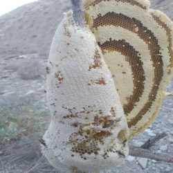 عسل طبیعی 