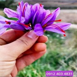 زعفران