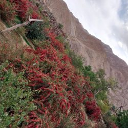 زرشک 