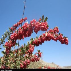 زرشک مرغوب خراسان جنوبی 