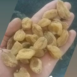 ثعلب مصری