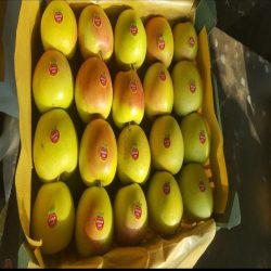 سیب درجه 1