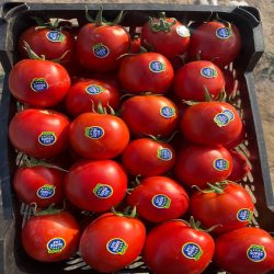 فروش گوجه فرنگی 