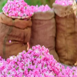 فروش گیاهان دارویی