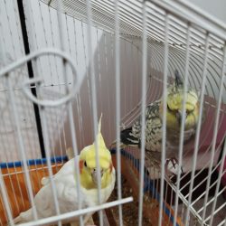 عروس هلندی 